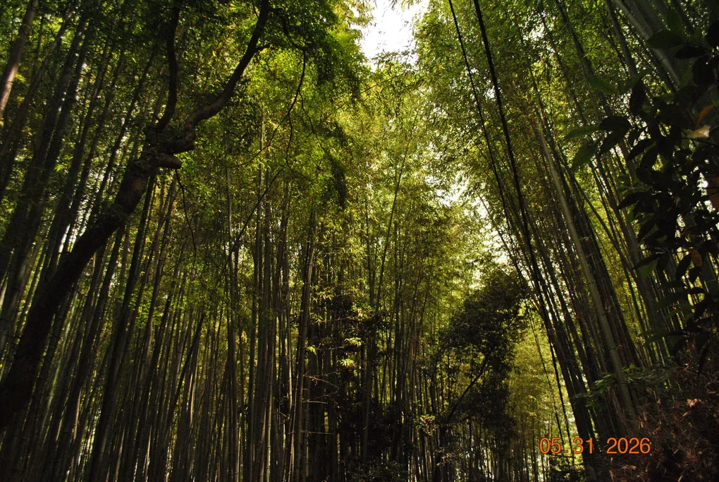 Arashiyama. Beautiful, and the most crowded place on the whole trip. Go early.