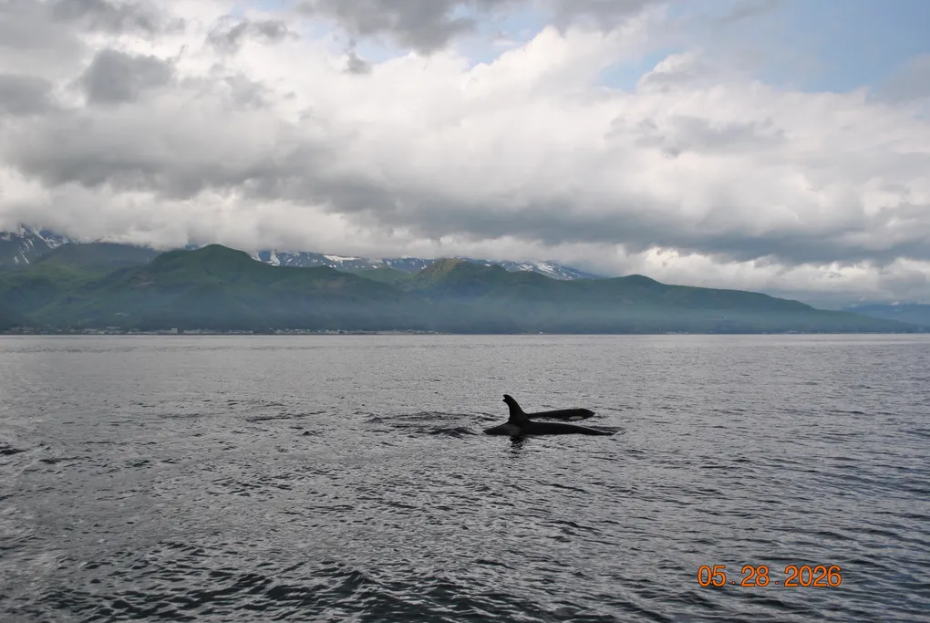 A pod of orcas on the Shiretoko cruise, rain and all.