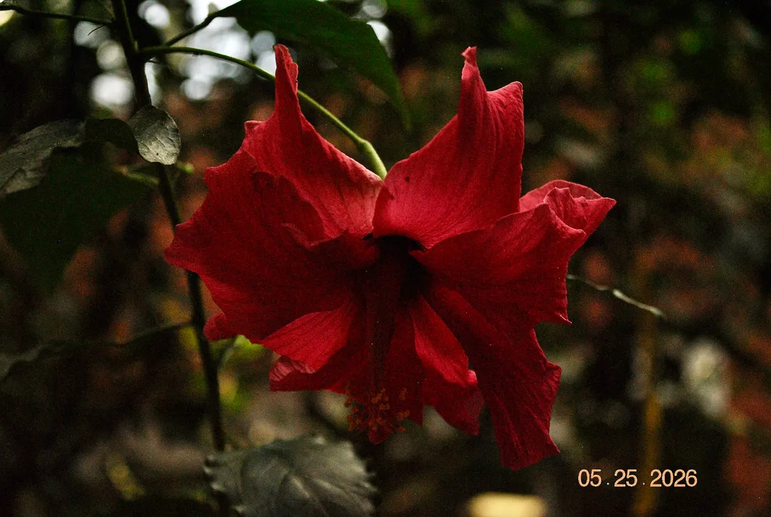 the botanical garden